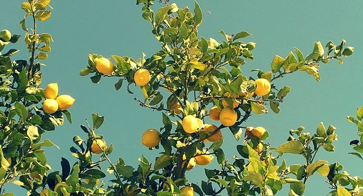 Lemon tree with ripe lemons against blue sky